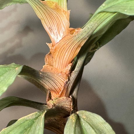 Pinanga sp. from Bengkayang West Kalimantan ①