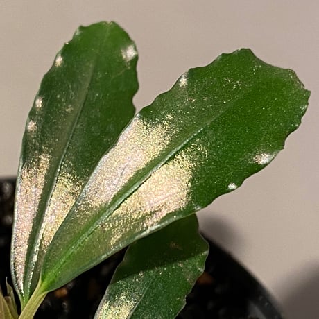 Bucepharandra sp from Kapuas-2【AZ0311-2】