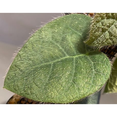 Ficus sp. from Selangor