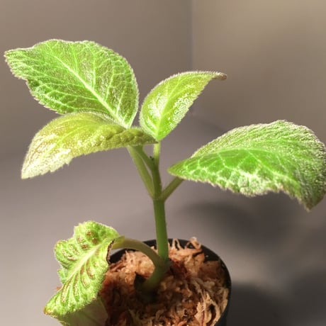 Episcia cupreata from Ecuador