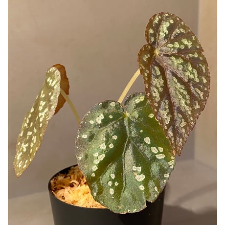Begonia variabilis from Khao Luan Thailand [TK]