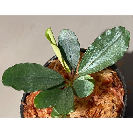 Bucephalandra sp. "Kayulapis3" Kalimantan barat [TB] ②