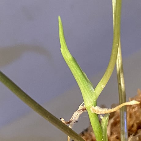 Philodendron micans