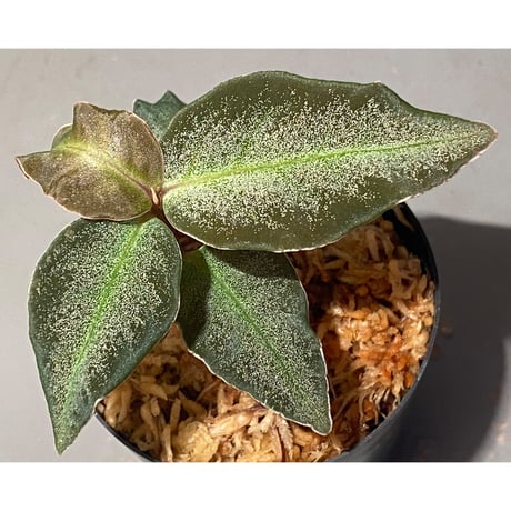 Ardisia malauiana from Kalimantan barat