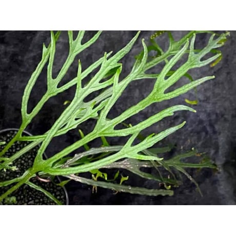 Microsorium sp. from Saripoi [LA0515-02]