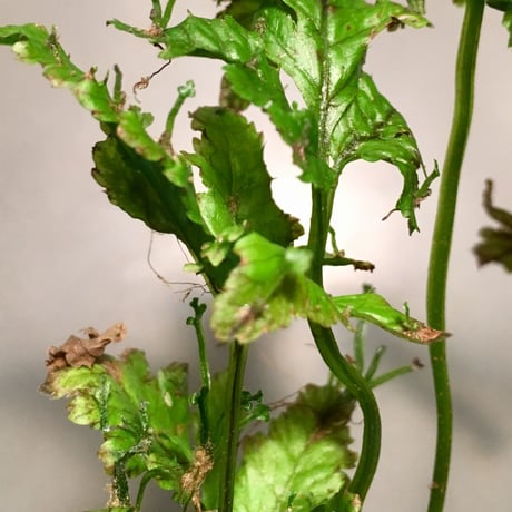 Bolbitis sp. from Siberut [LA]