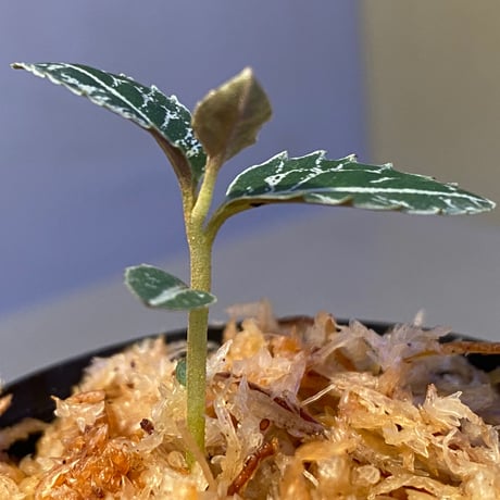 Ardisia sp. from Sumatera barat [TB]
