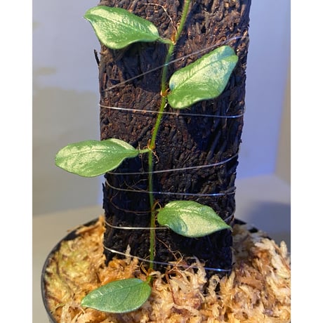 Ficus sp. from Murung raya [LA0515-05]