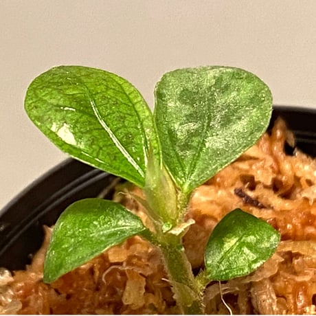Elatostema sp. from  Nopphitam [TK260915]
