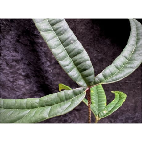 Anthurium cutucuense 伊藤蟻植物農園