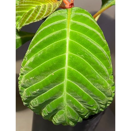 Hoffmannia discolor