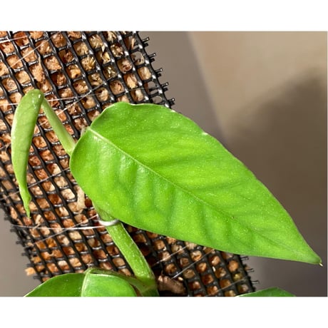 Philodendron sp. from Venezuela [tanakay]