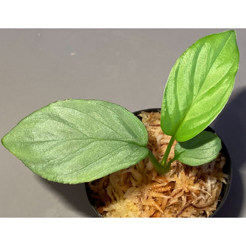 Homalomena cf. humilis from Sumatera Barat [LA0