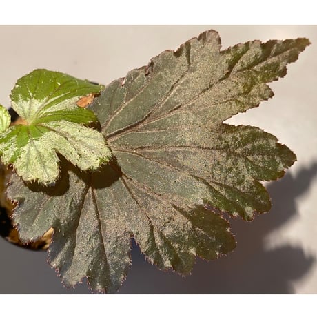 Begonia Hyb. (Halmahera × Aceh)