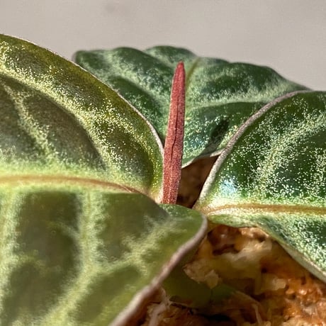 Ardisia sp. "Turtle Back" from Borneo
