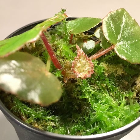 Begonia melanobulata from North Vietnam