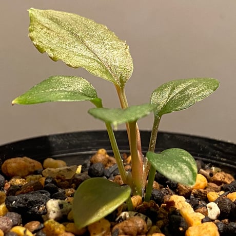 Homalomena sp. from Solok sumatera [LA0315-2]