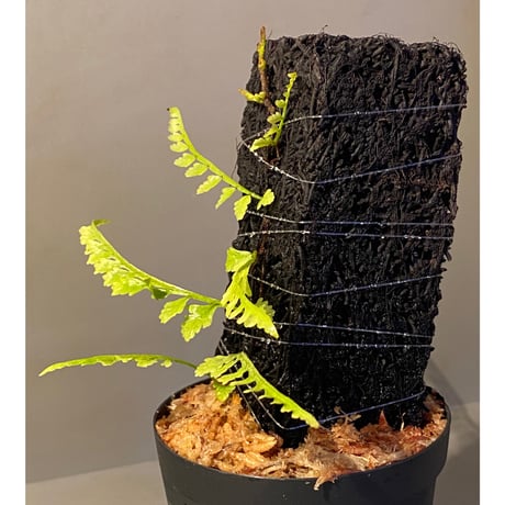 Teratophyllum aculeatum from Nanga pinoh [TB]