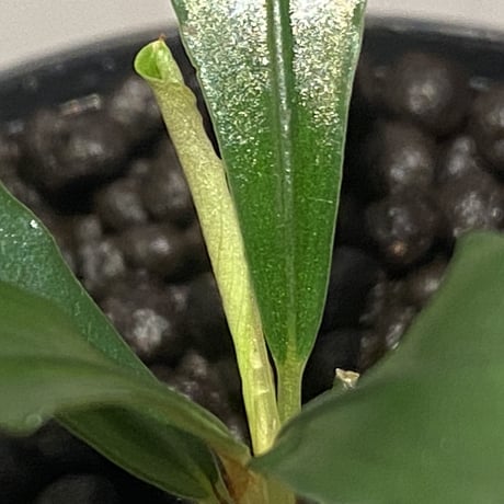 Bcephalandra sp. "motleyana" 2022年　カミハタ便 ②