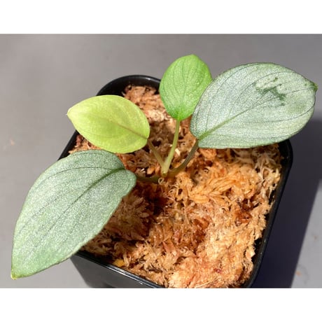 Homalomena hyb. Rec110-03 [K0320-f1] KZT