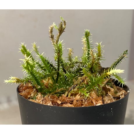 Moss "Kayulapis" Kalimantan barat [TB]