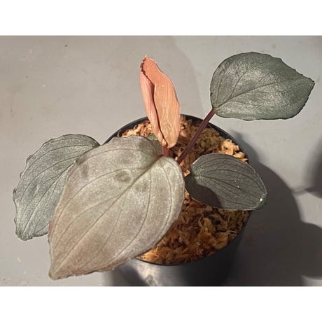 Homalomena sp. "Imperial Japanese Navy" from Resum P.Lingga [AZ0517-11]