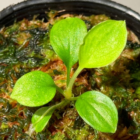 Homalomena sp. from Solok sumatera [LA0616-03]