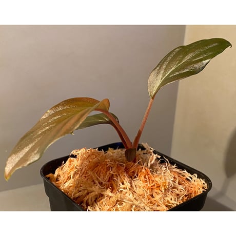 Homalomena sp. from Pahang Malaysia [R0718-02] RIO