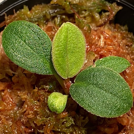 Homalomena sp. "hurricane" from Sumatera [LA0718-z-r]