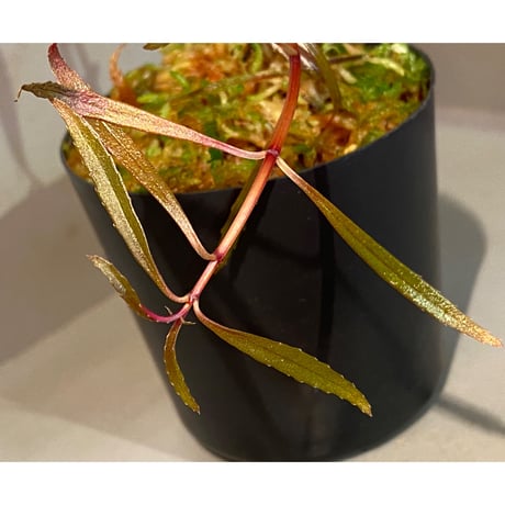 Sonerila linearis from Kedah Malaysia [LA0717-02]