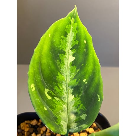 Aglaonema pictum GW1410 from Padang sidempuan [TB]