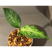 Aglaonema pictum from Aceh sumatera [T-120119] X産地