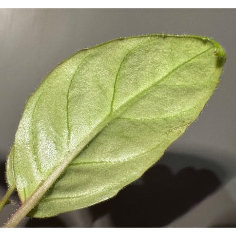 Drymonia punctulata 伊藤蟻植物農園