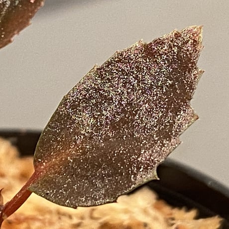 Begonia sp. from Julau [R1214-01b]