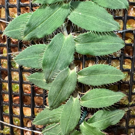 Freycinetia elegantula from Central Papua