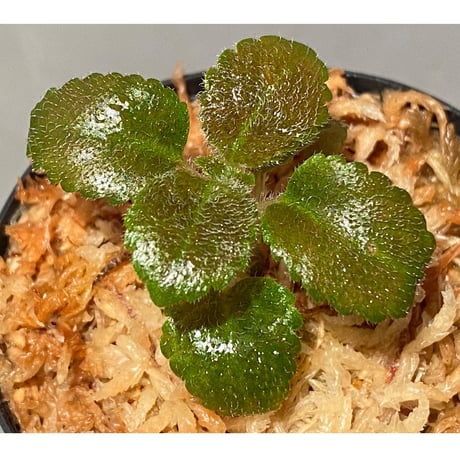 Cyrtandra sp. from Sabah [R0515-01a]