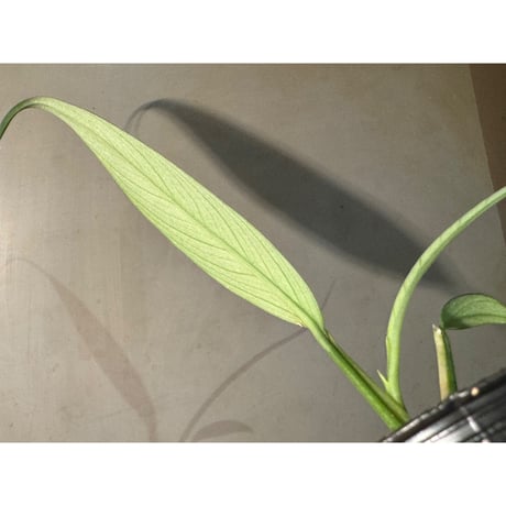 Schismatoglottis sp. "Narrow" from Kpg Lui Muda [AZ0412-3]