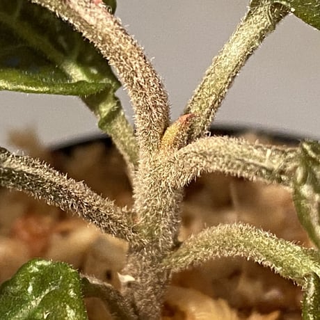 Ardisia sp. from Bengkulu [LA0315-1]