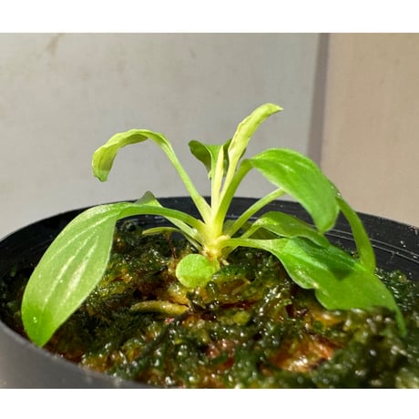 Homalomena sp. "Kayu Lapis" White Kal-barat [TB]