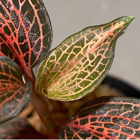 Goodysia Hachidisia Type [GK20-011]