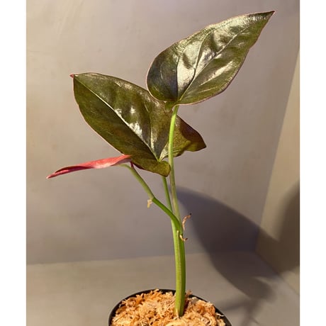 Syngonium sp. from Choco Colombia [tanakay]