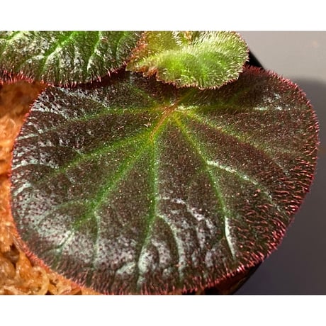 Begonia sp. from Manaus
