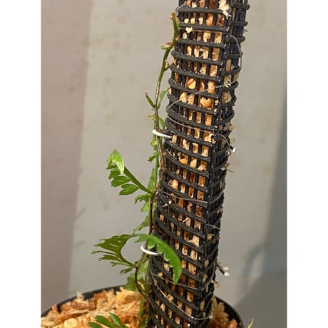 Teratophyllum aculeatum from Nanga pinoh [TB]
