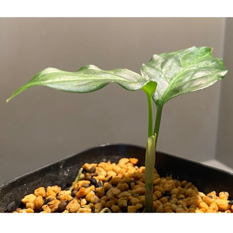 Aglaonema pictum tricolor "Siberut1.5" [LA021212-00]