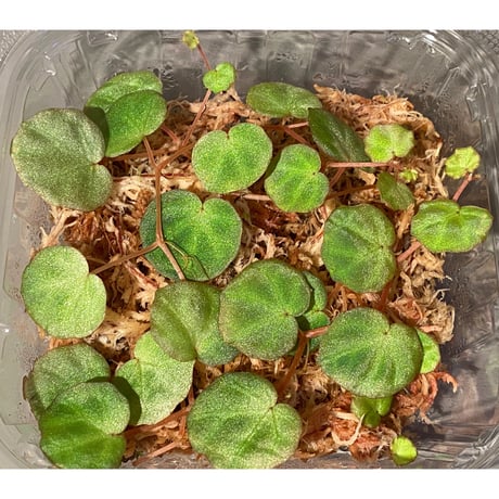 Begonia lichenora (sp.Mini) from Kalimantan Sarawak border [LA]