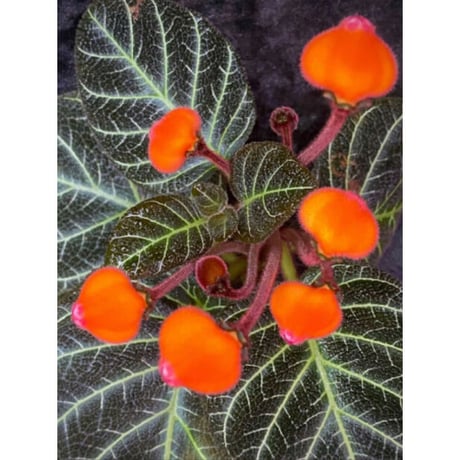 Pearcea hypocyrtiflora from Rio Napo Ecuador [tanakay] 白葉脈