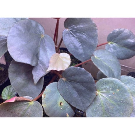 Begonia sp. f1 from Sumatera [NT ORCHID]