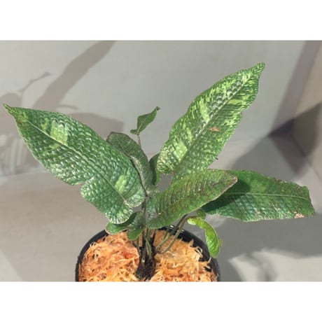 Thelypteris sp. from Hong Kong [YH0918]