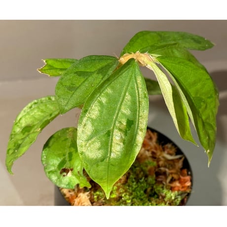 Elatostema sp. from Nopphitam [TK260915]