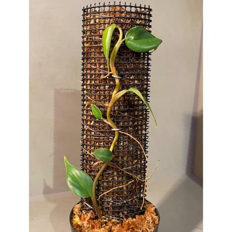 Philodendron sp. from Colombia [tanakay]